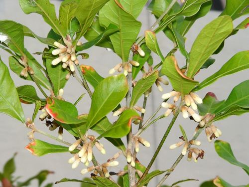 Miracle Fruit soil test results 6-09