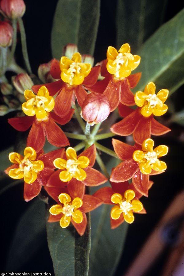 Asclepias Curassavica