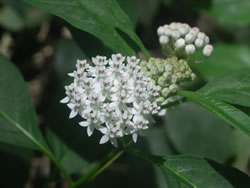 Asclepias Perrenis