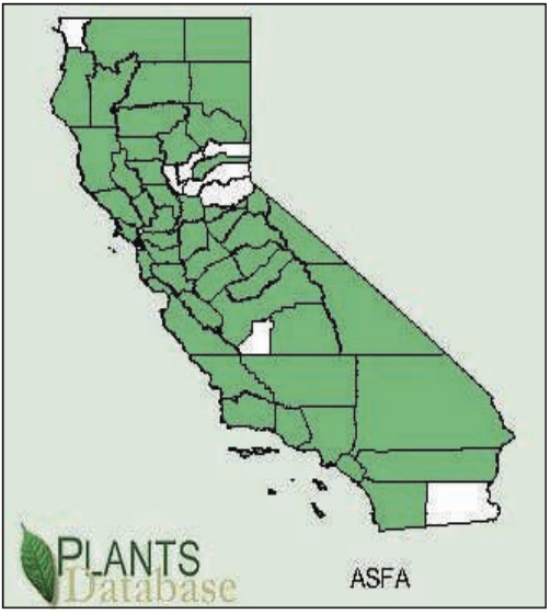 Asclepias Fascicularis Map