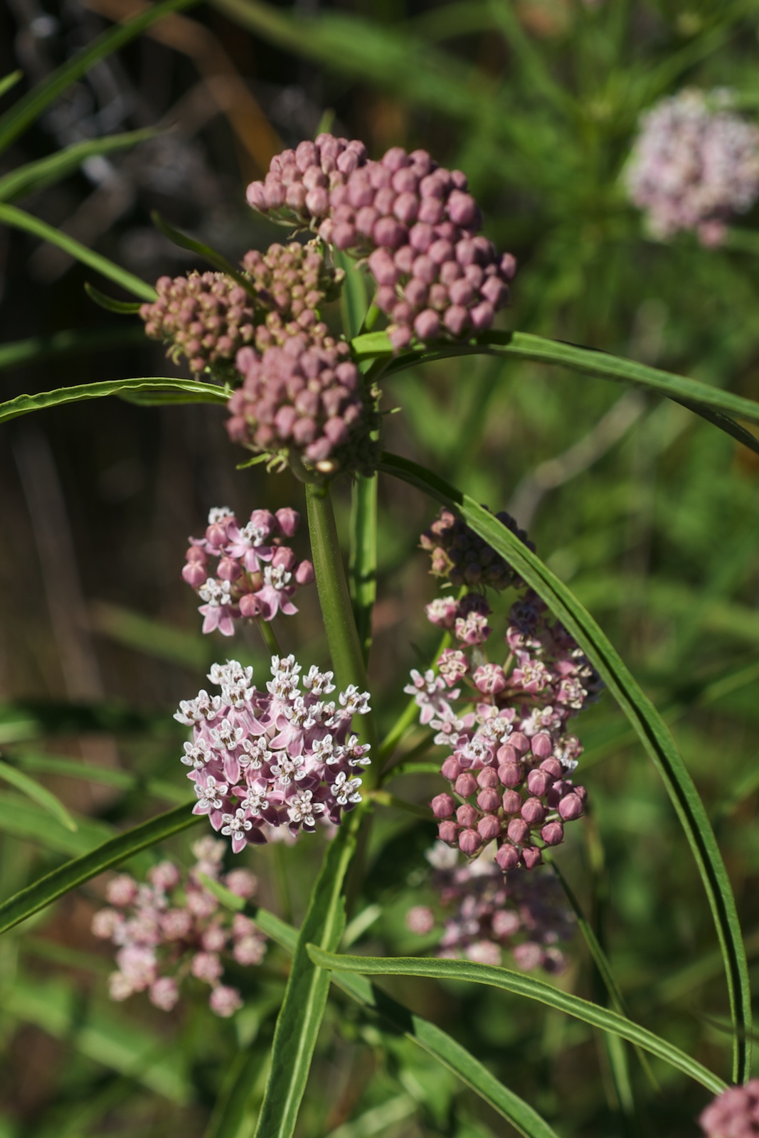 Asclepias Fascicularis