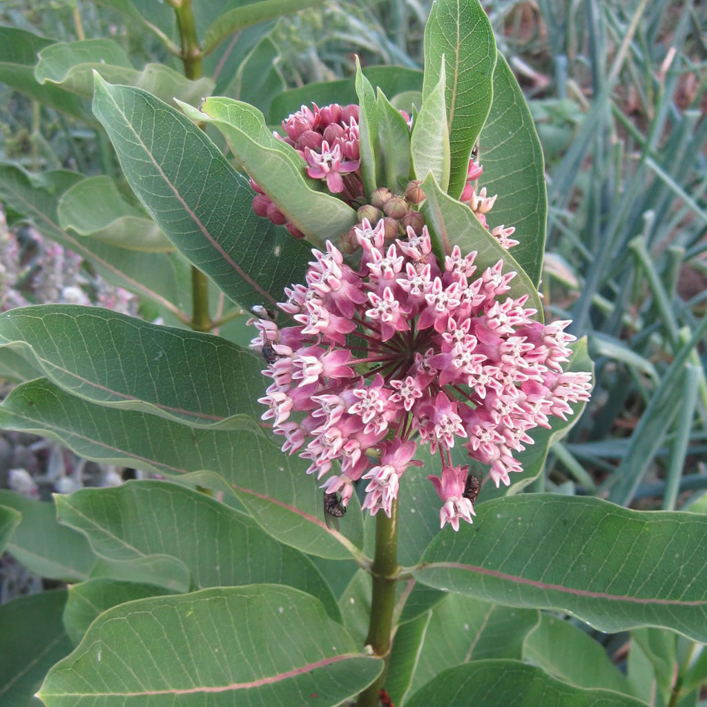 Asclepias-syriaca